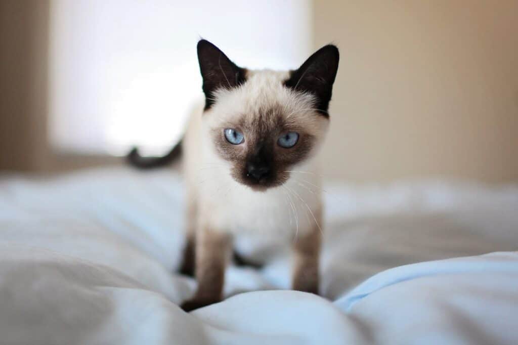 siamese kitten