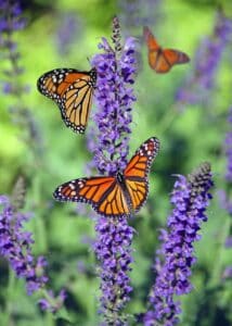 cats don't like the smell of lavender or flowers