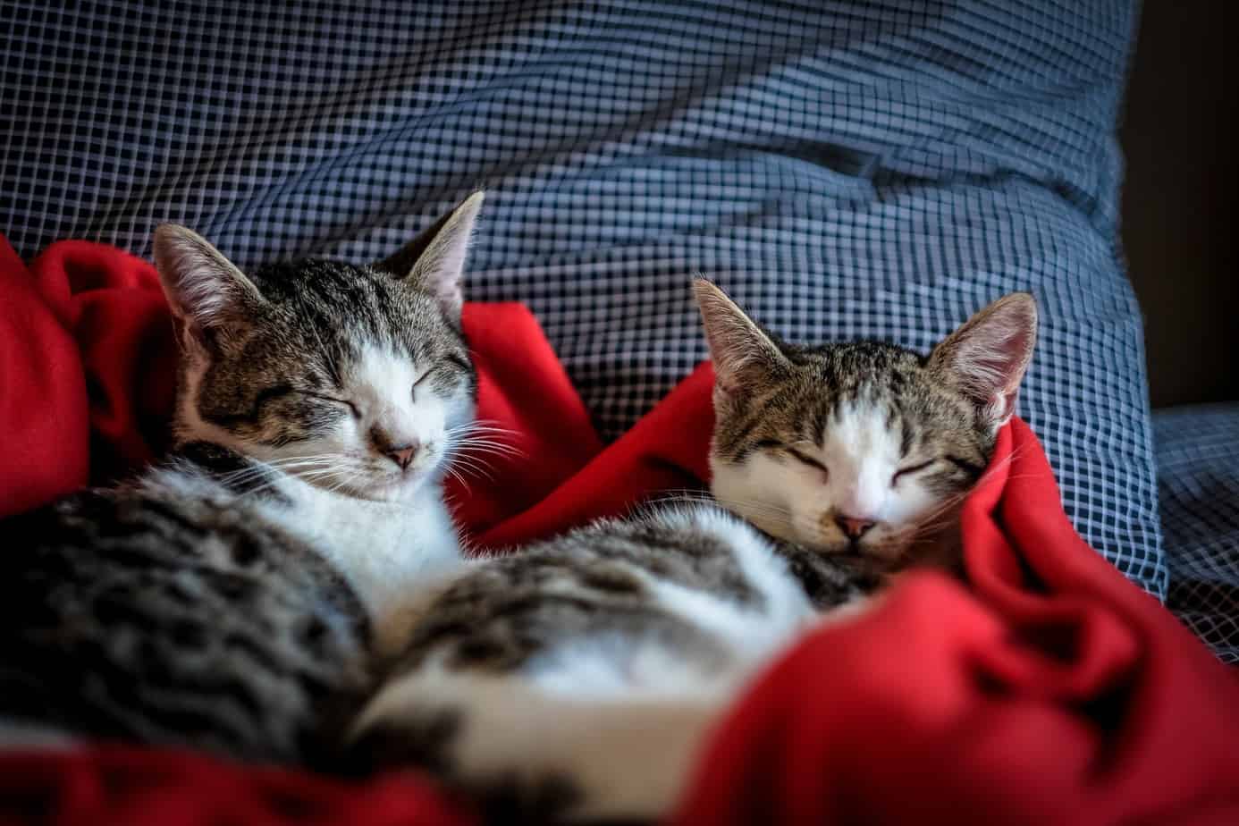 Explained: Why Cats Enjoy Sleeping Together