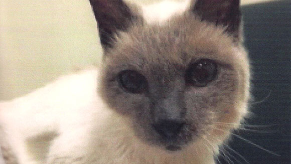 Scooter the oldest siamese cat - what is the lifespan of a siamese cat?