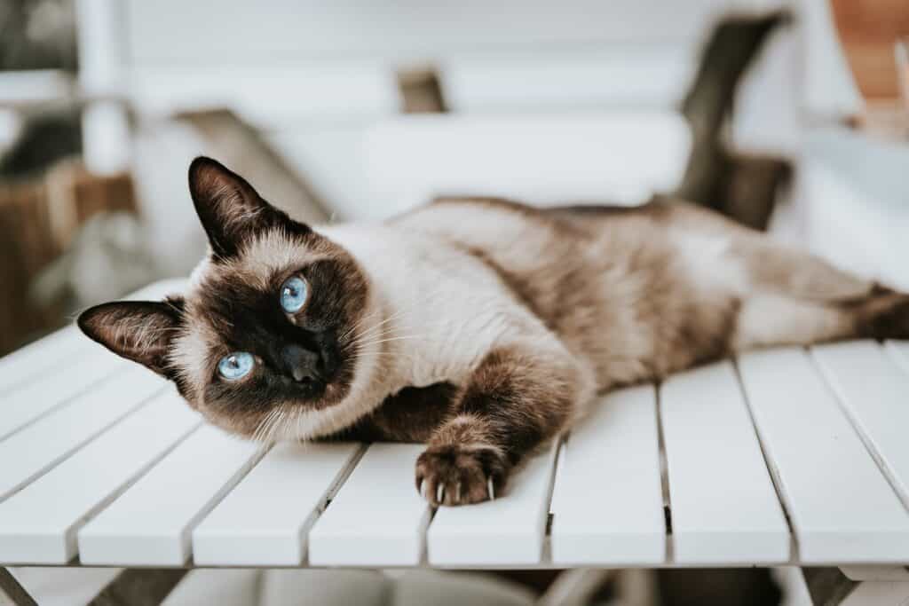 Siamese cat  with blue eyes