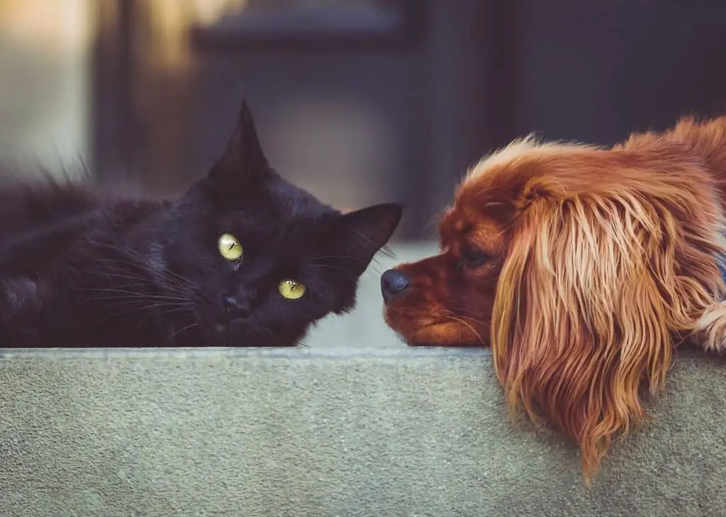 cat and dog together