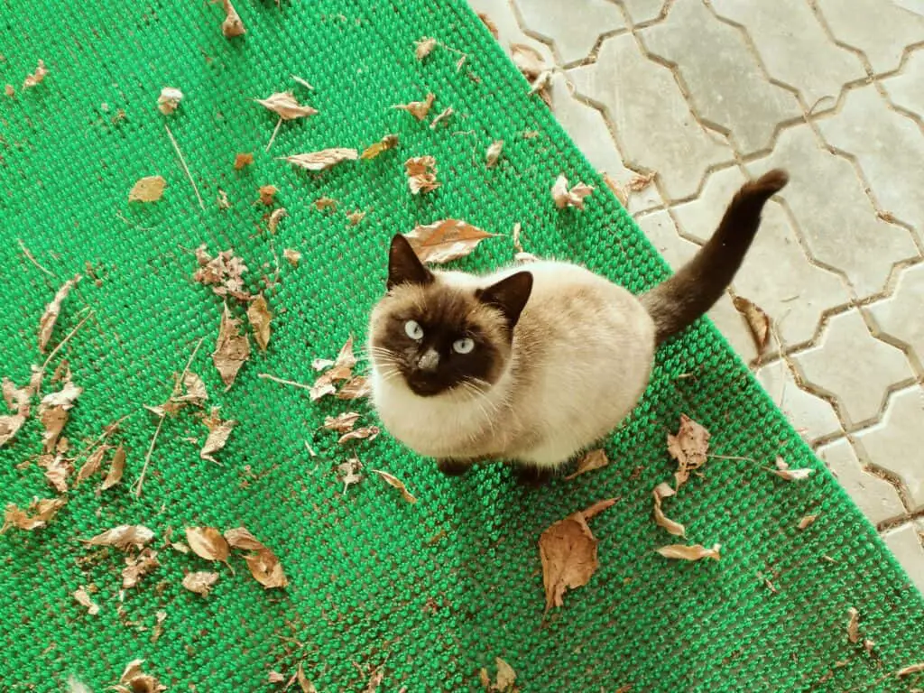 Siamese cat outside