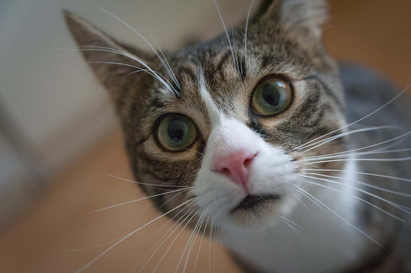 Why do Cats Have Whiskers?