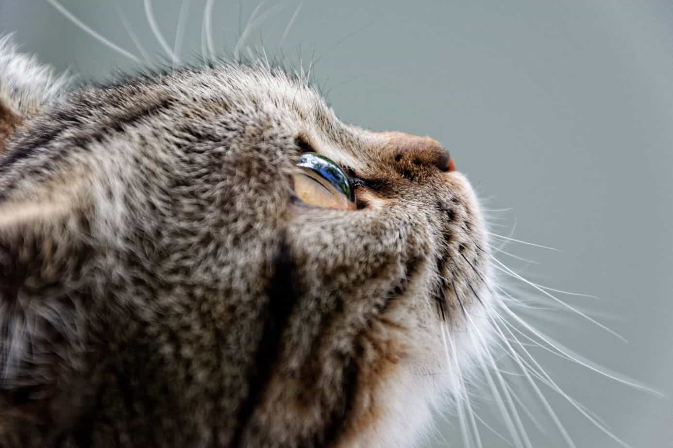 brown cat with long whiskers