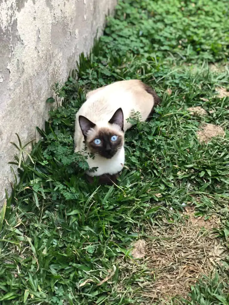 siamese cat outside