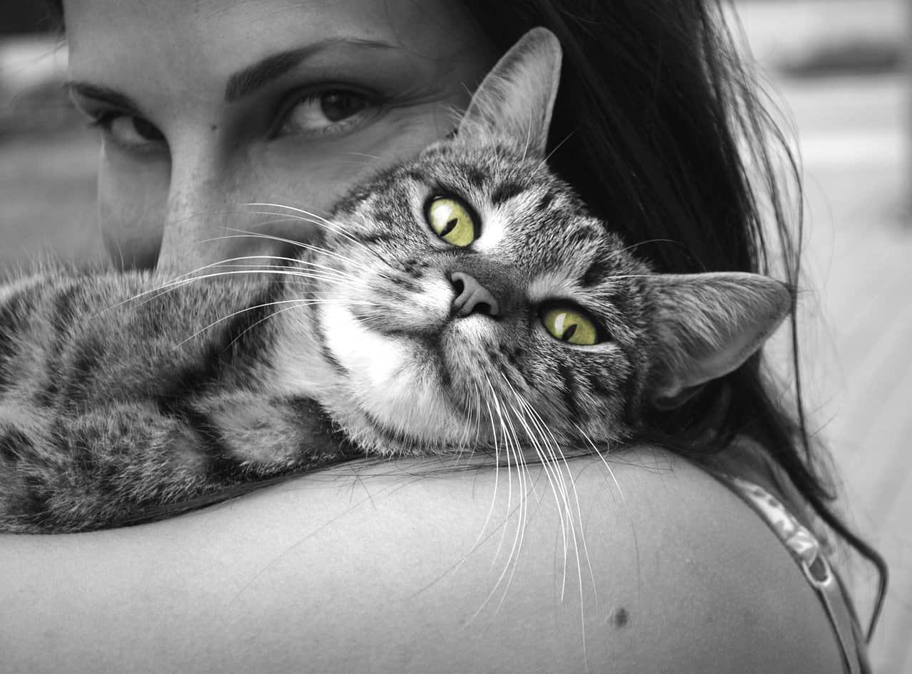 Do Cats Understand Human Emotions?