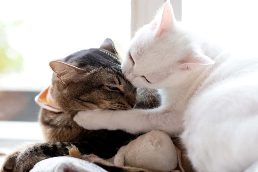 cat kissing another cat