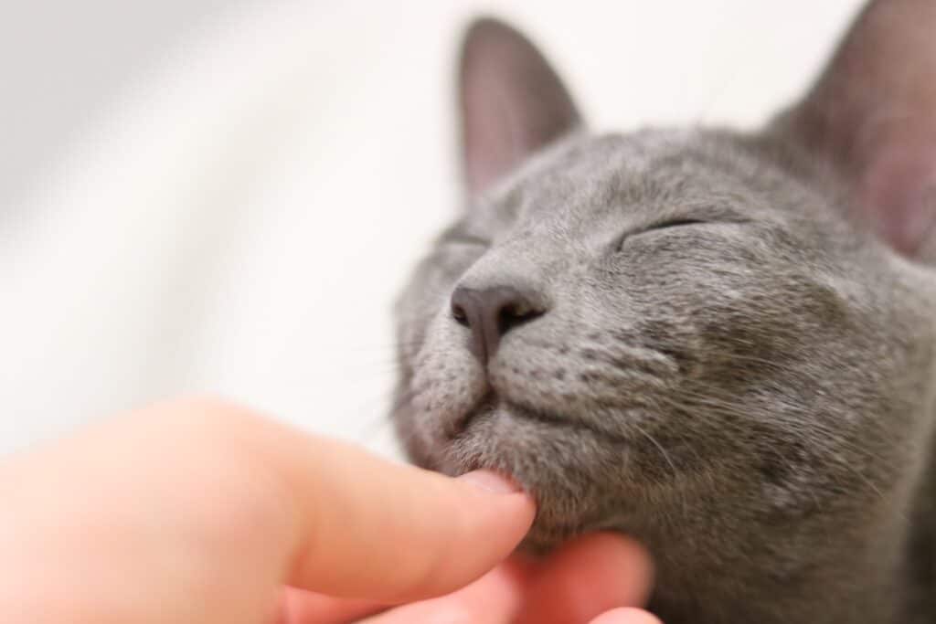 russian blue petting