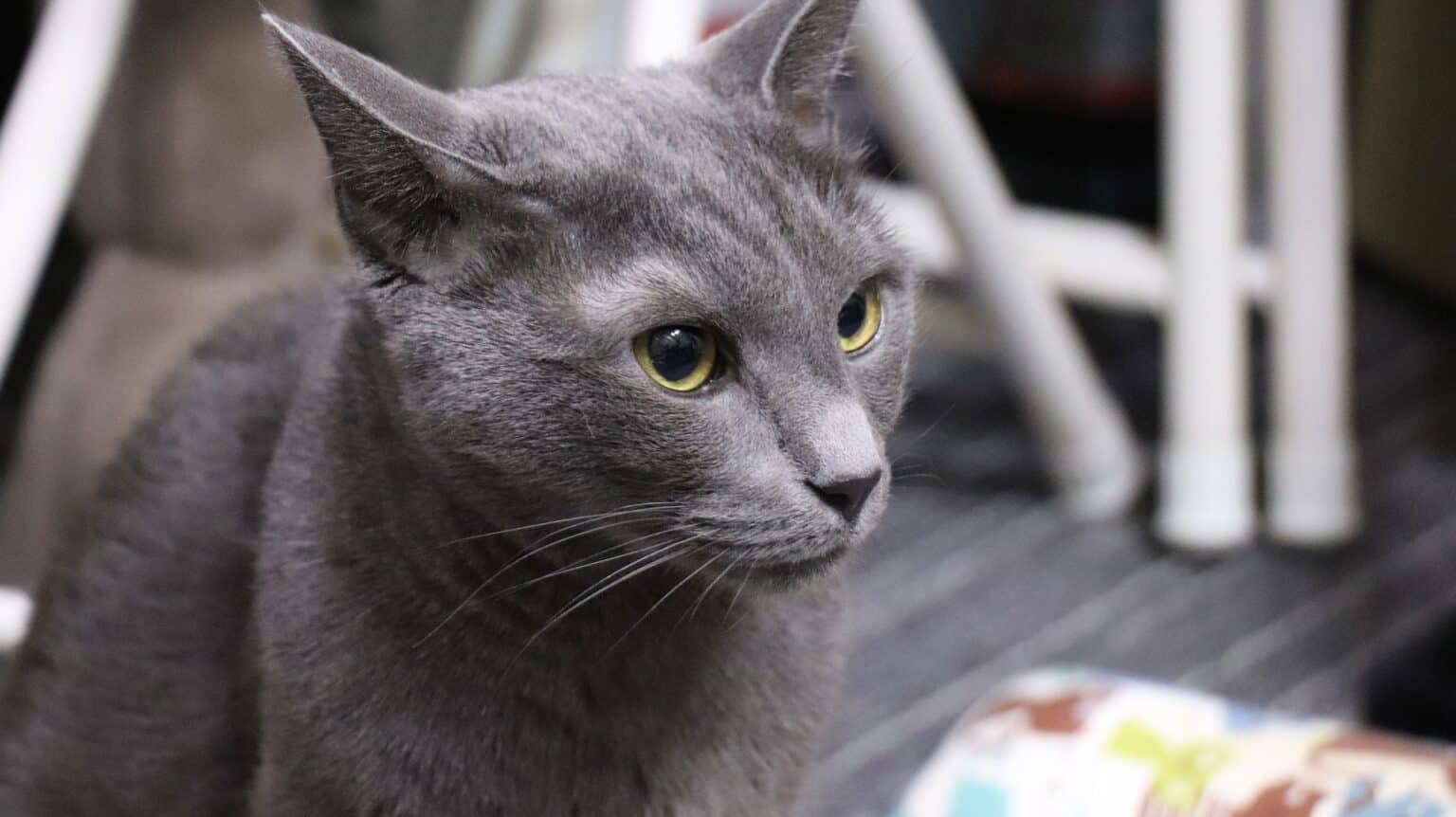 Русская голубая кошка с желтыми глазами