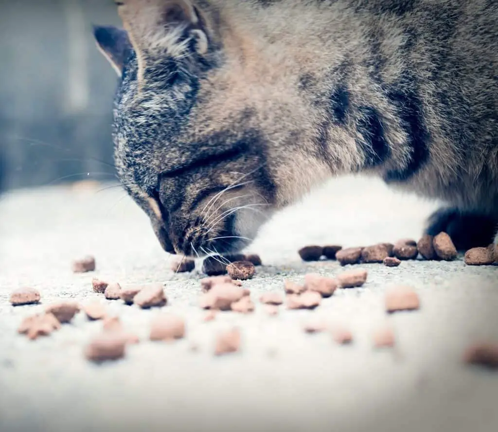 cat eating treats