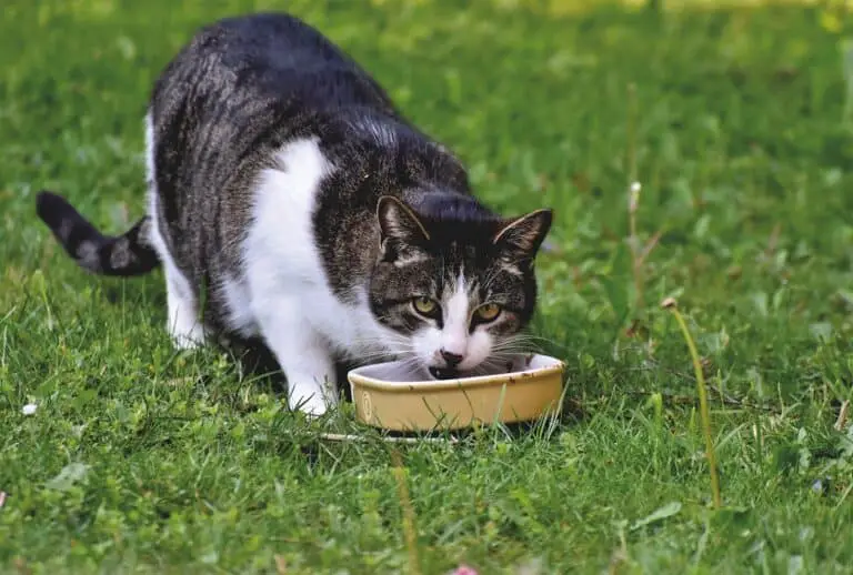 Cats Sharing Food Bowls - Why You Shouldn't