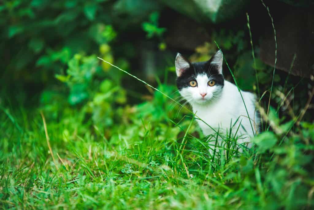 cat sitting in grass