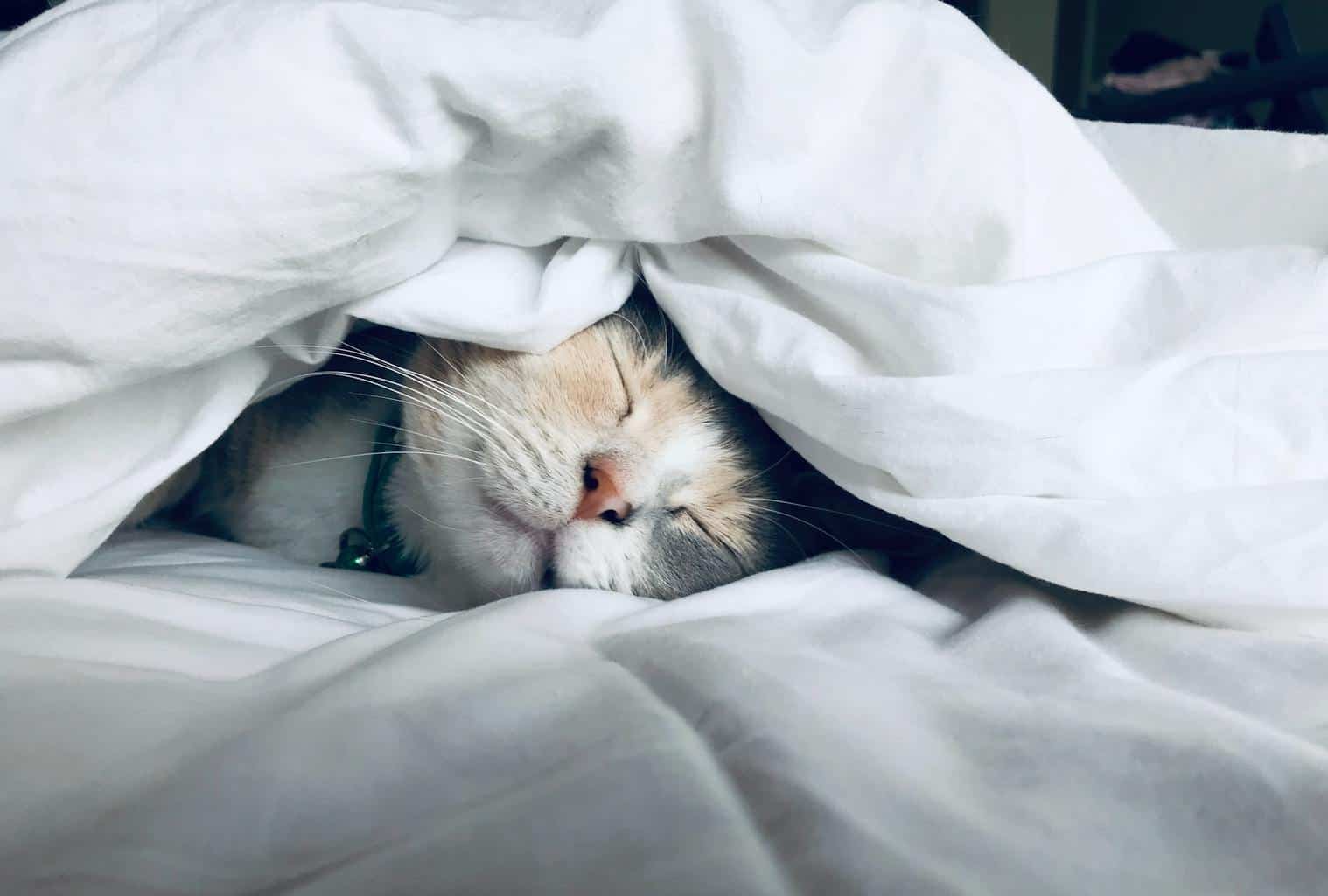 gatos durmiendo bajo las sábanas