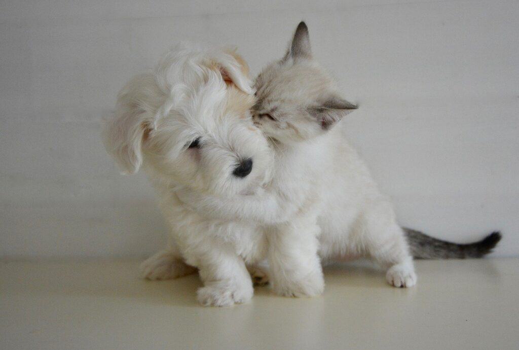 cat showing affection to a dog