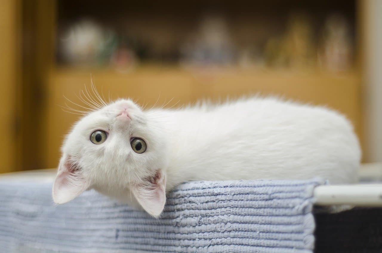 white kitten looking at you