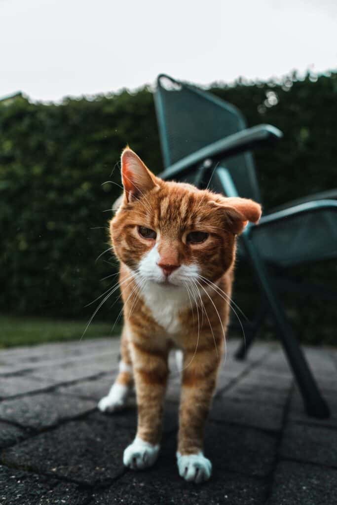 old cat outside