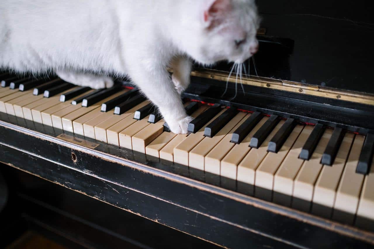 Reason Why Cats Hate Your Singing