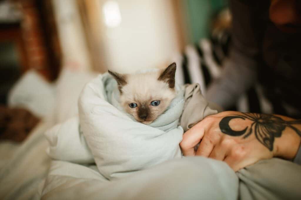 siamese kitten wrapped in a blanket