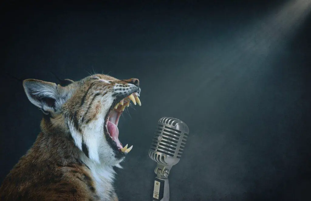 cat singing into microphone