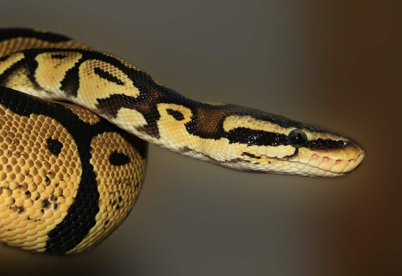 phyton snake
