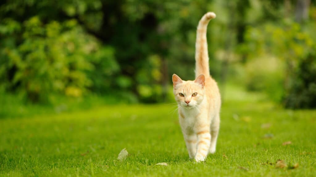 cat walking with tail up