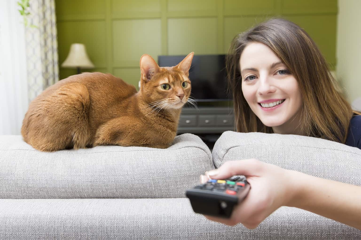 Can Cats Watch TV – And Understand It?