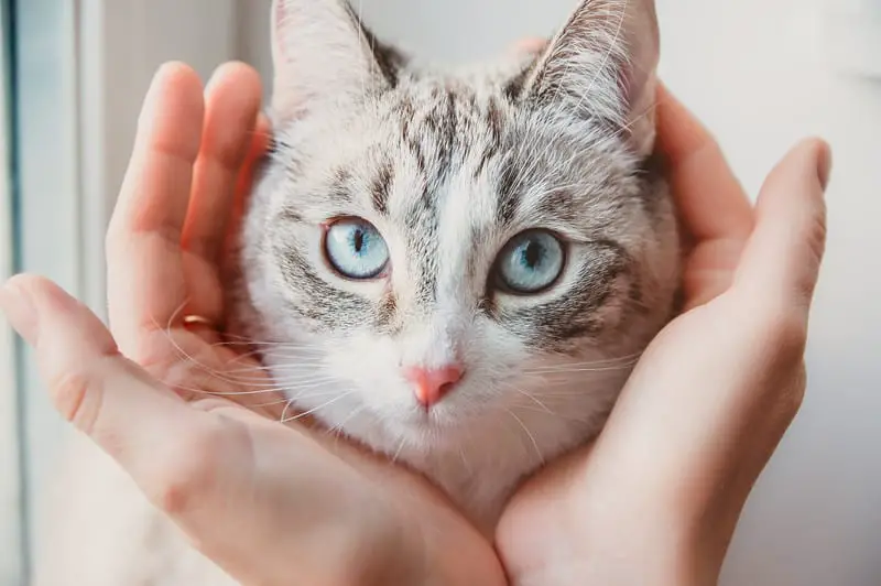 lynx point siamese face