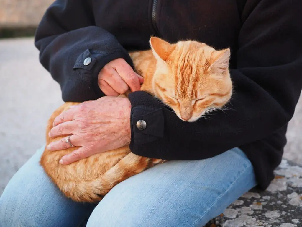 cuddling with cat make amends