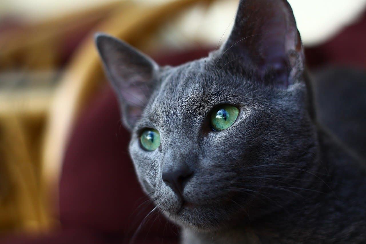 Russian Blue Cats (Complete Guide + Pictures)
