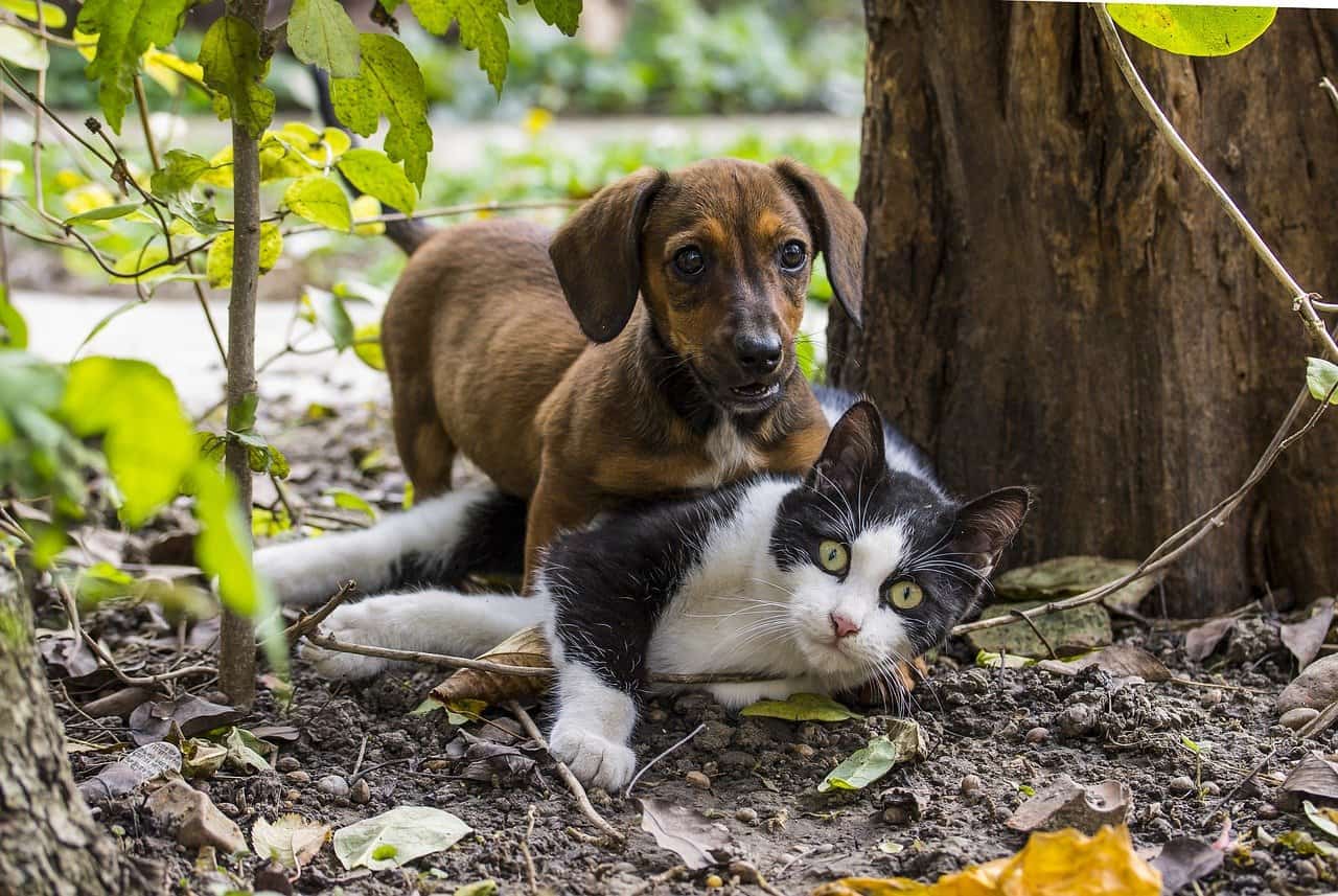 cat and dog mating