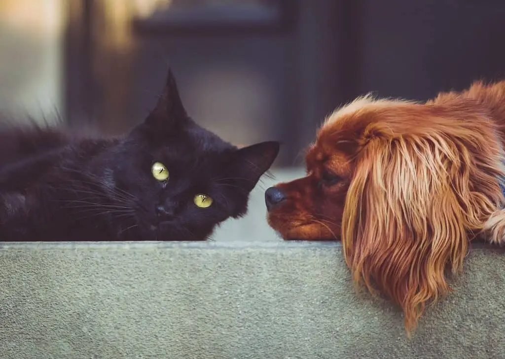 cat and dog together