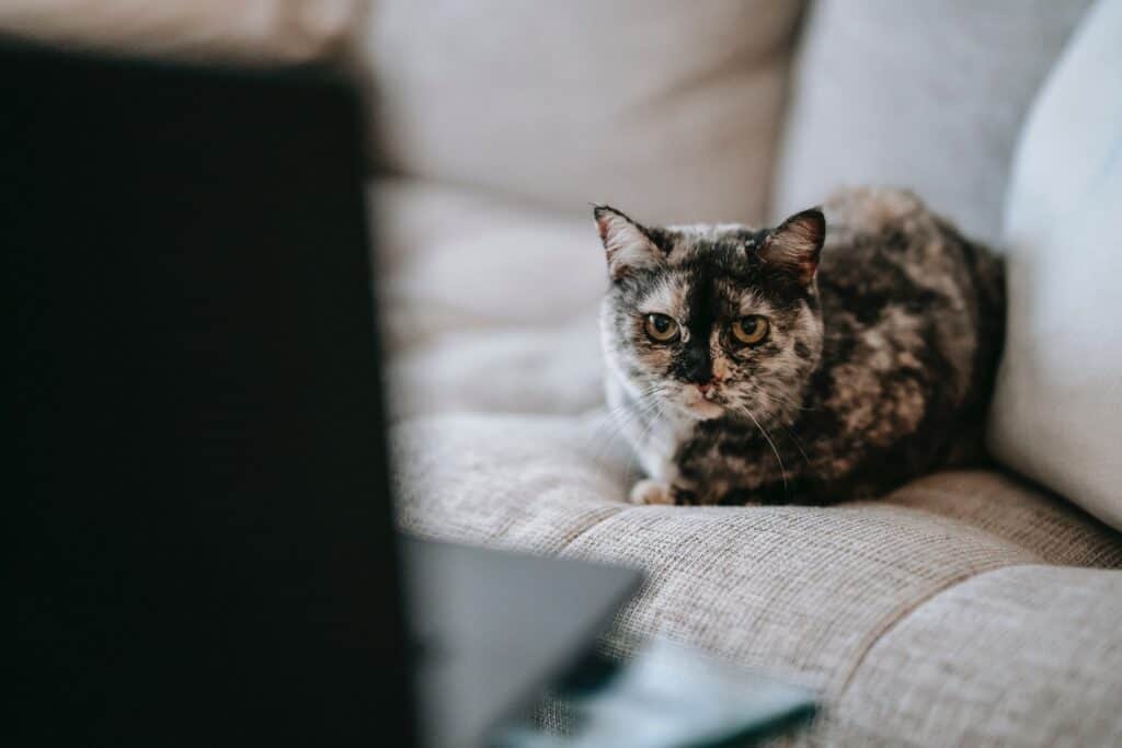 cat in front of computer screen