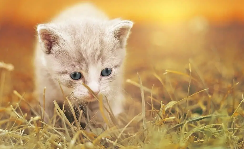 curious hunting cat