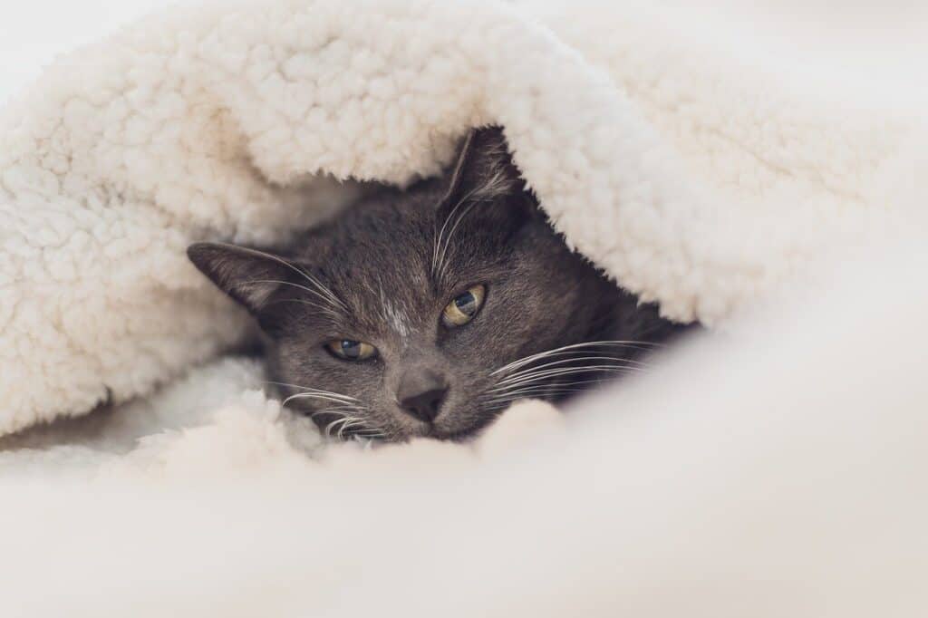 cats hypothermia in blanket