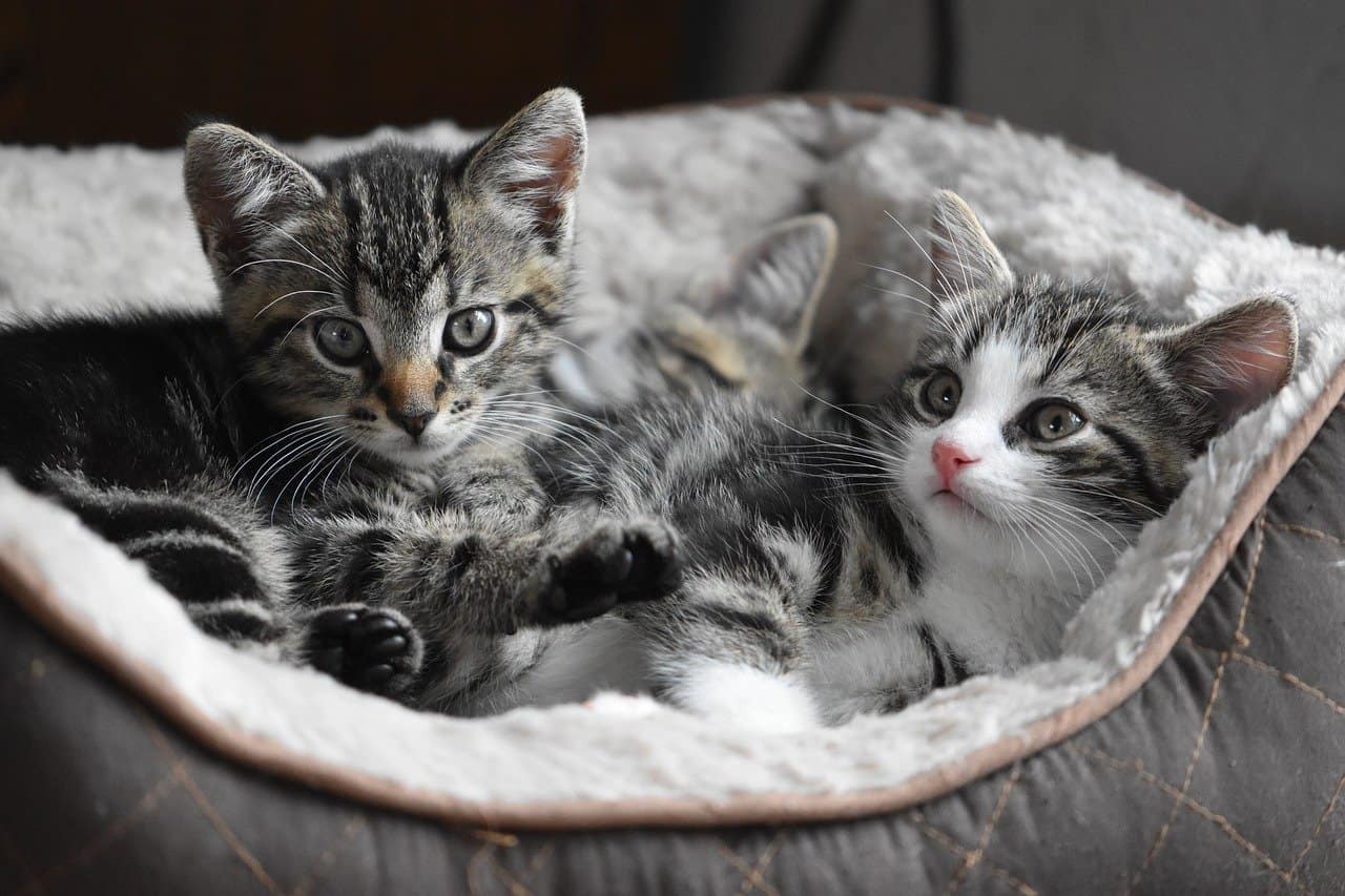 Explained: Differences between Male and Female Cats