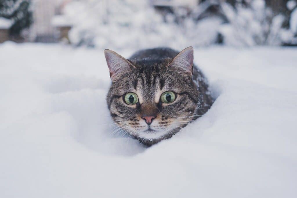 cat getting cold in snow