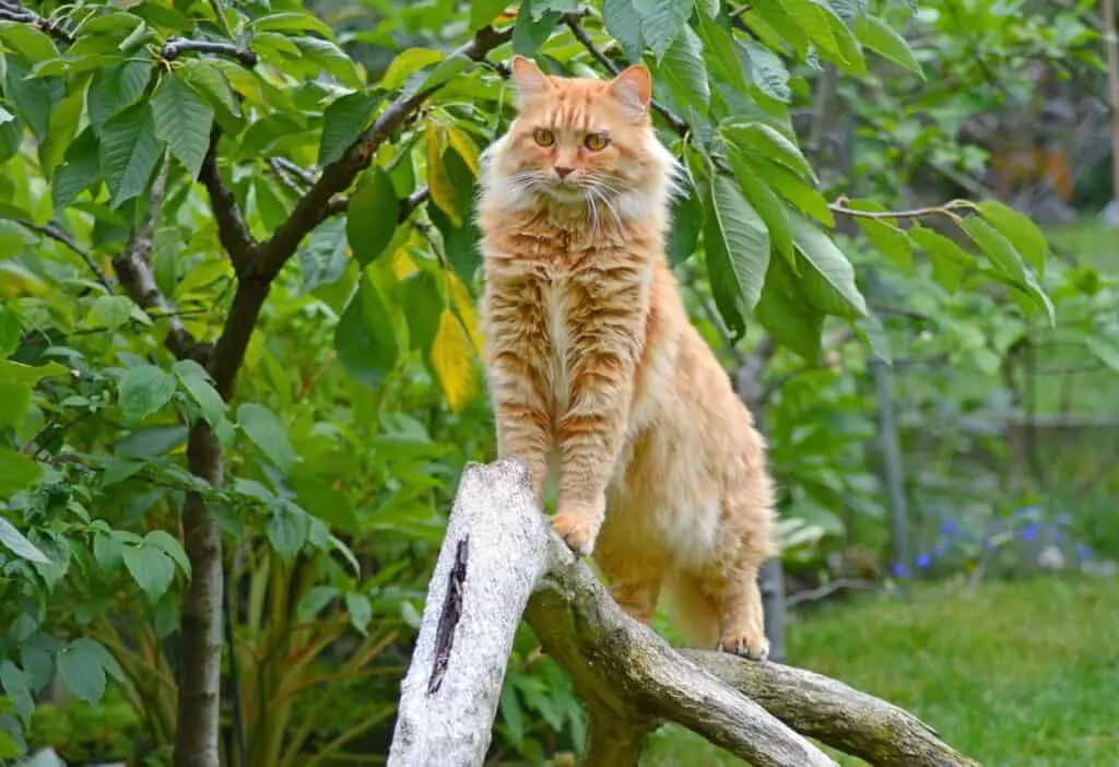 maine coon cat in nature