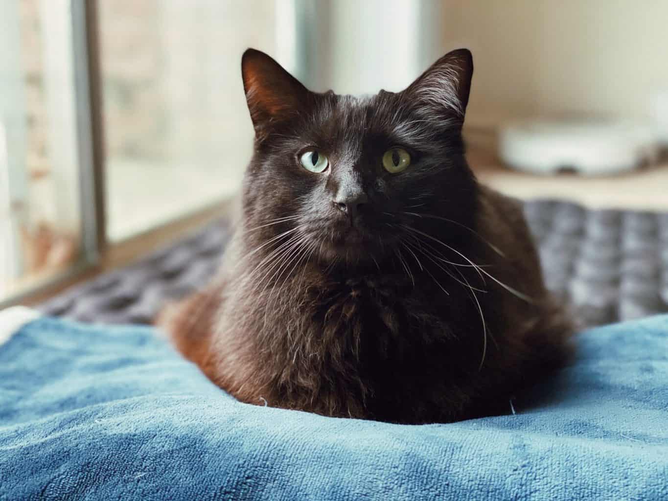 Why Do Cats Loaf?