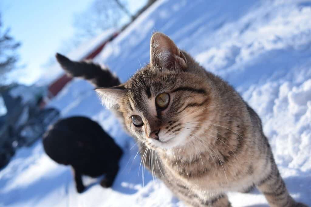 cats in the snow