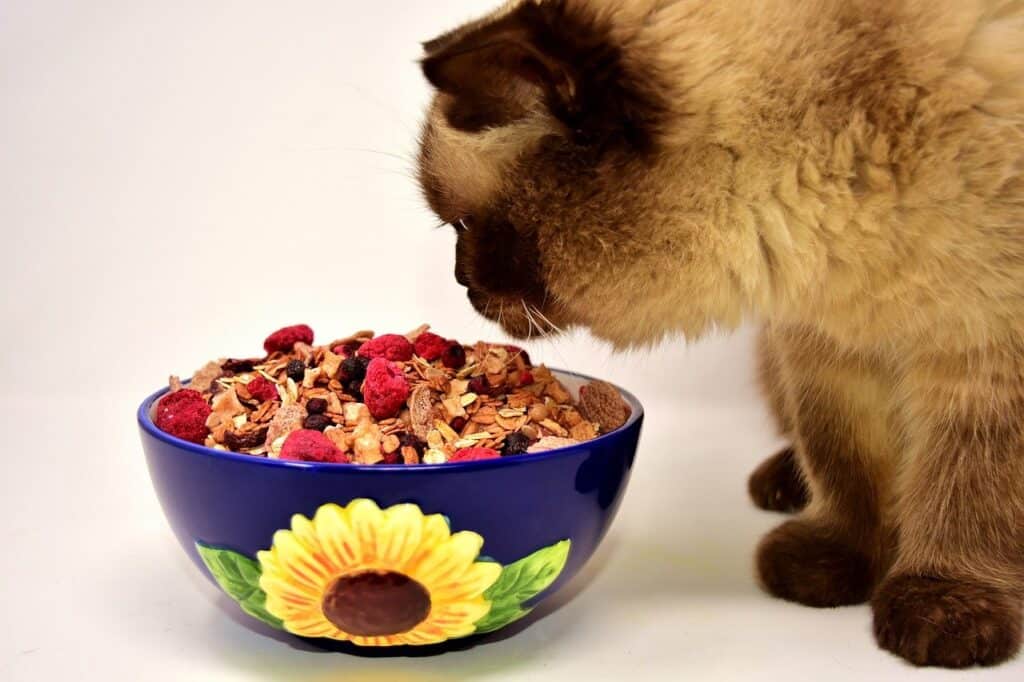 Cat eating breakfast