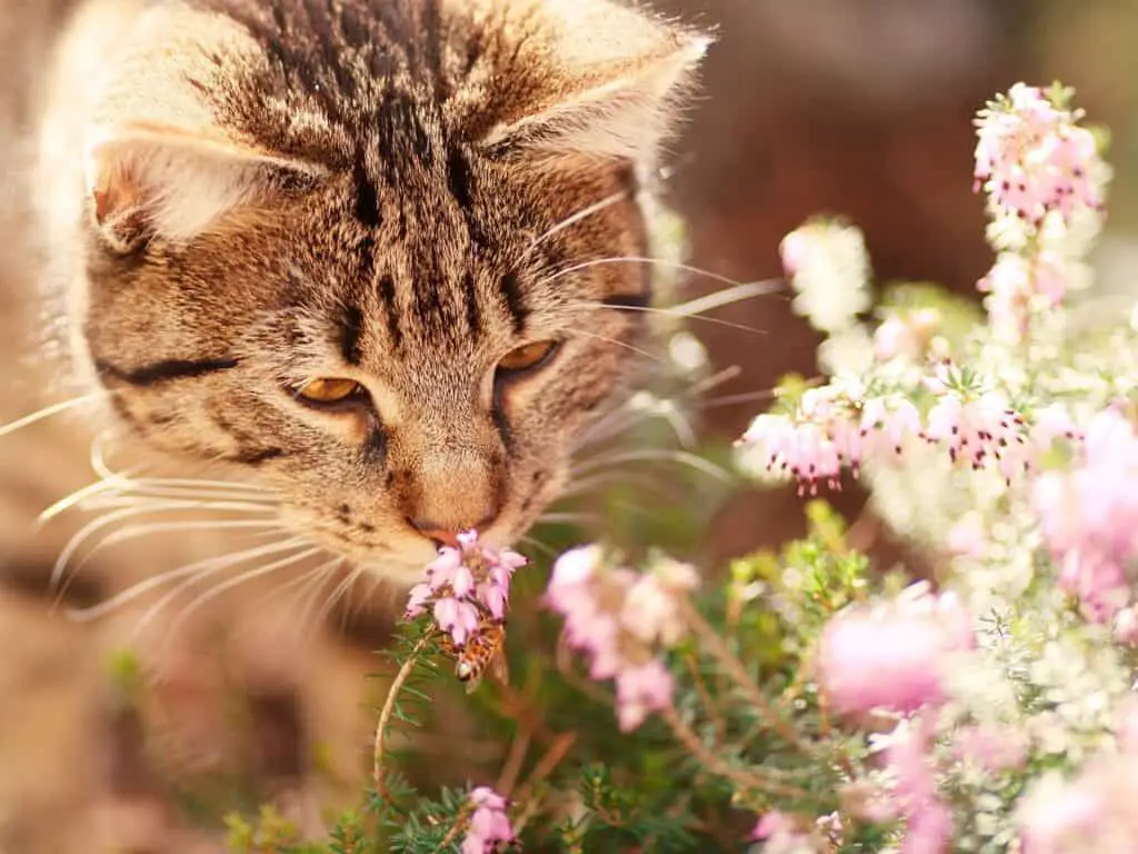 cat smelling a flower