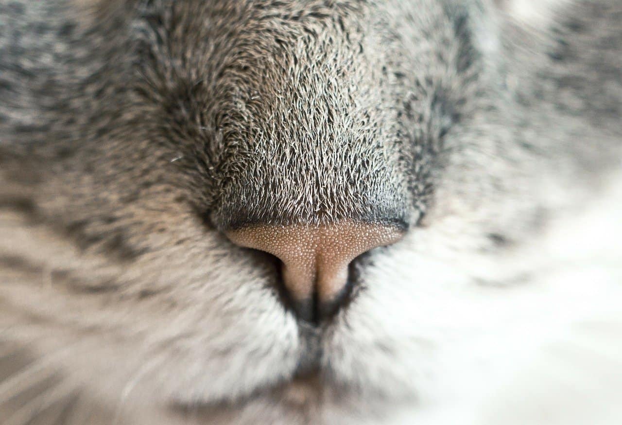 a cat's nose - powerful sense of smell