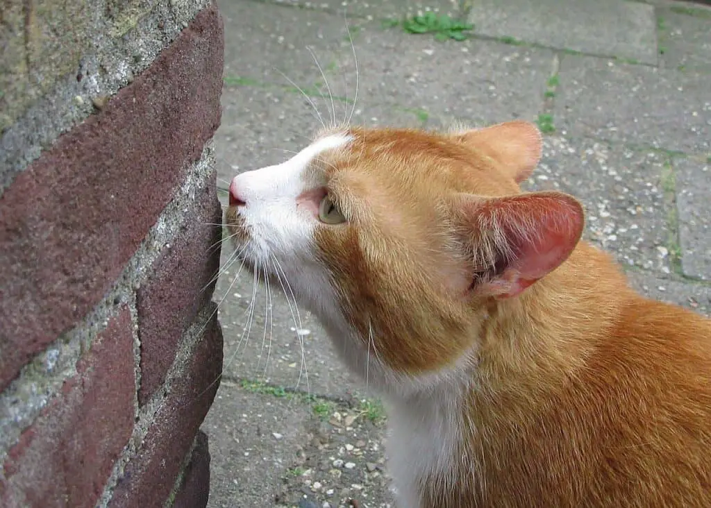 cat picking up a smell