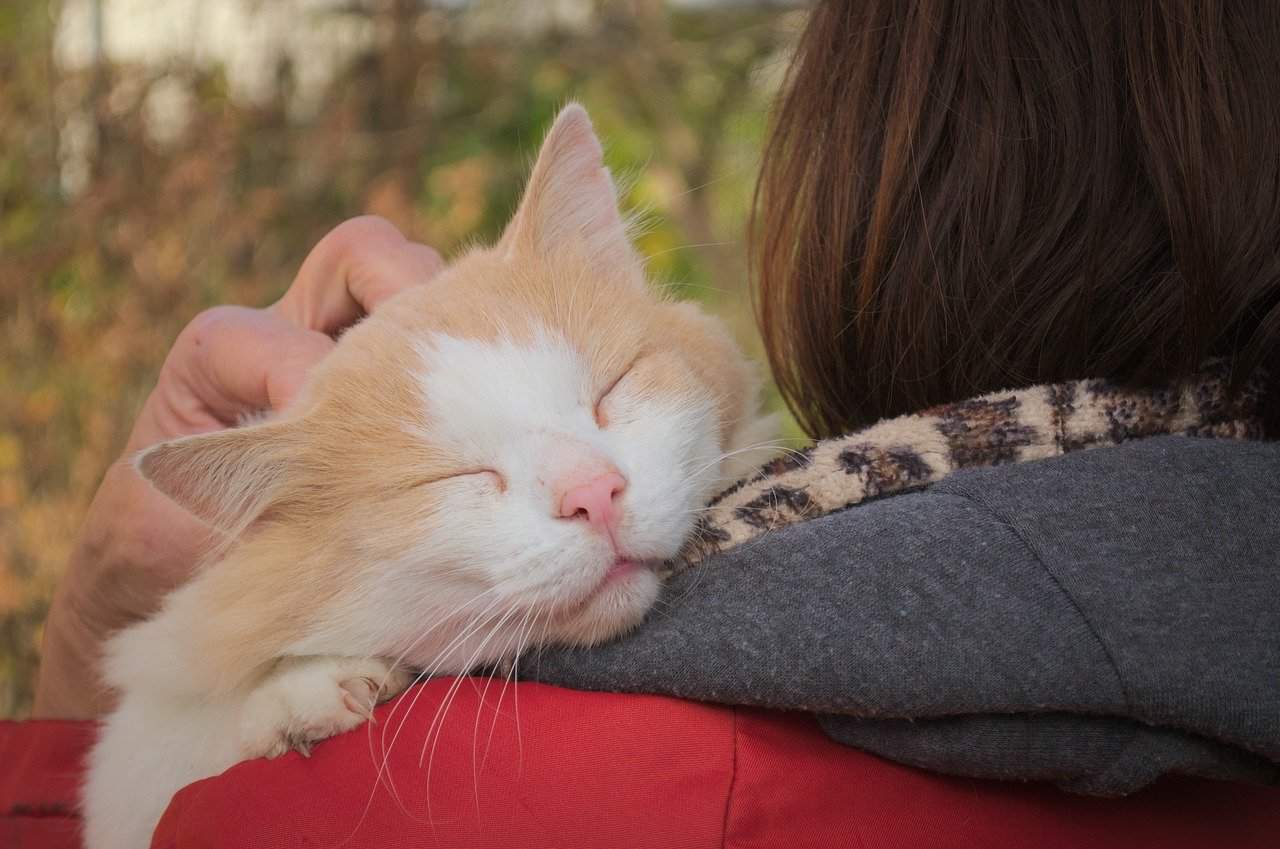Do Cats Get More Affectionate with Age?