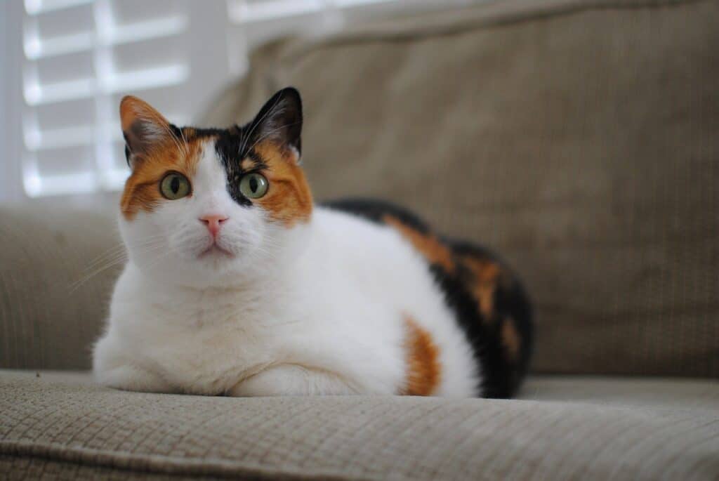 calico cats are often female