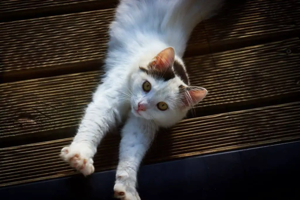 cat flopping on the floor