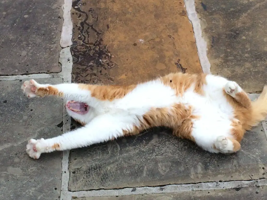 cat lying on floor