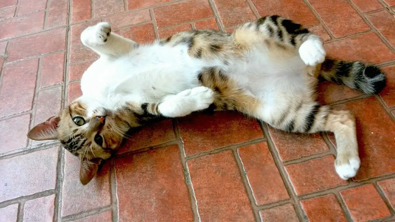 cat rolling on the floor