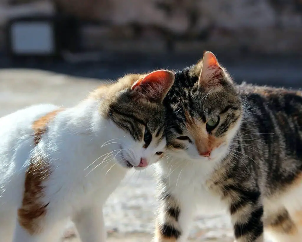 cuddly and friendly cats